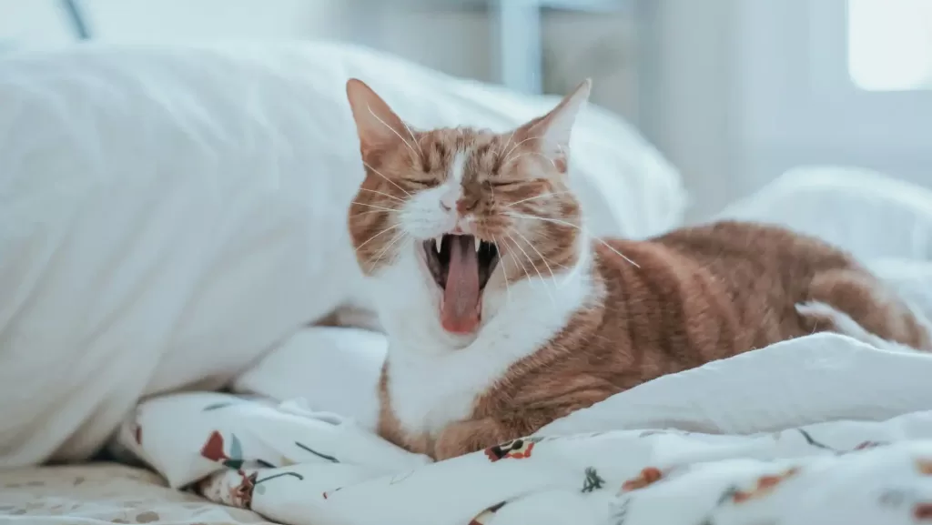 もうどうでもいいと猫があくびをしているイメージ