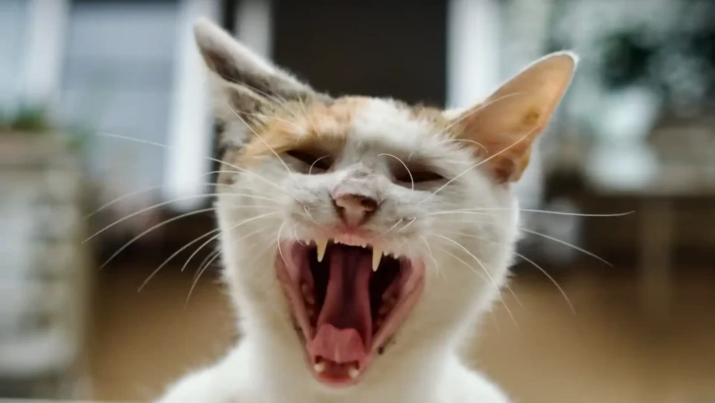 怒っている猫のイラスト(VBAで楽してると嫉妬されているイメージ)